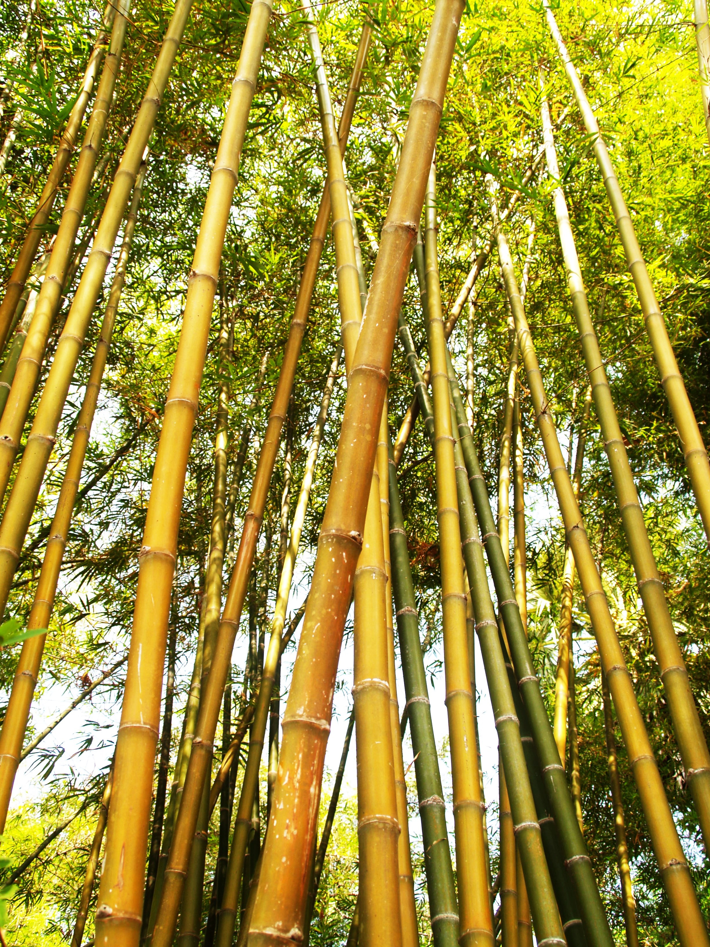 Bamboo vs. Other Building Materials