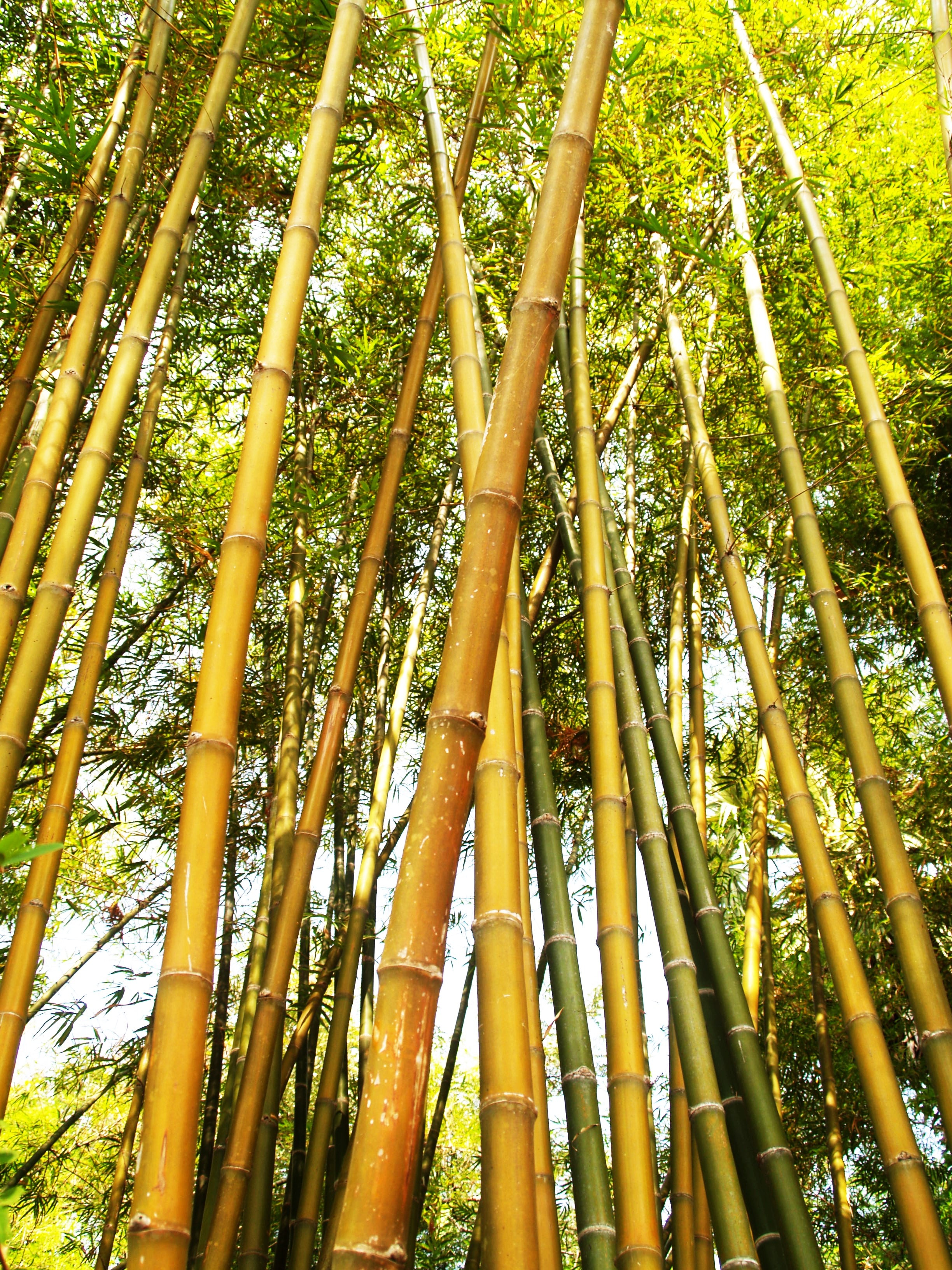 https://sustainablelivingassociation.org/wp-content/uploads/2020/05/bamboo-tree-during-daytime-216611.jpg