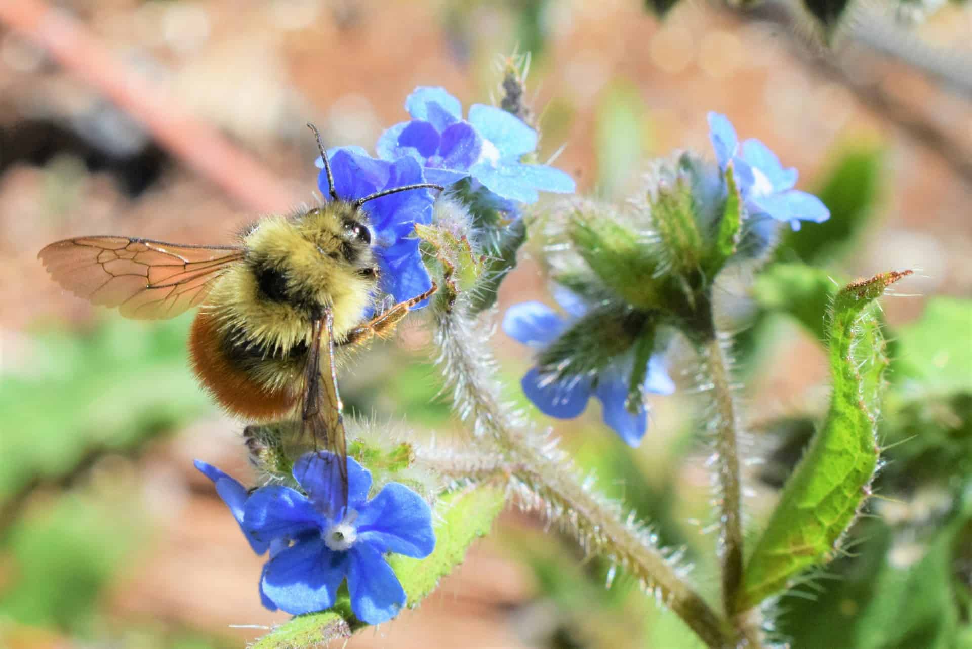 Pollinator-Friendly Vegetable Garden: Growing Food While Supporting ...