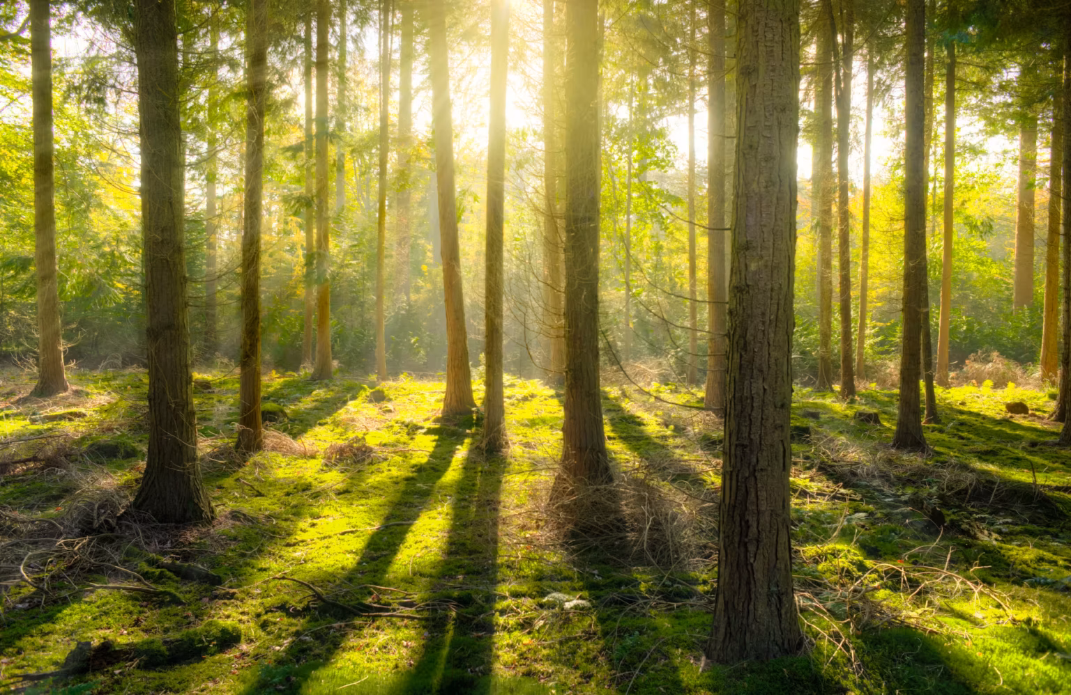 Sunlight streaming through evergreen trees