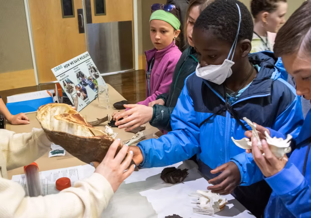 Children standing at a table holding and looking at bones, antlers, and horns from wildlife